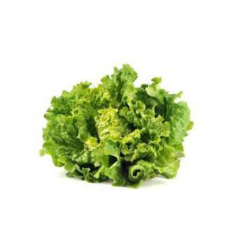 Salades et aromates-Batavia biologique verte-RONAN LE GALL