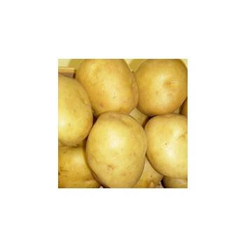 Pomme de terre, Carottes-Pommes de terre PRIMEUR - Sirtema au KG-BIO RENNES