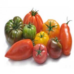 Tomates et concombres Tomate assortiment - kg GAEC BOCEL NON BIO