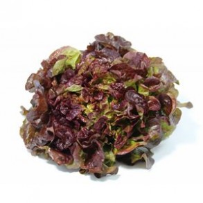 Salades et aromates-Feuille de Chêne bio Rouge-LEGUMES DE VALBO
