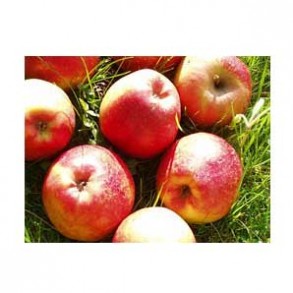 Les fruits d'ici Pommes Bio - dalinsweet kg VERGER MITAN CRANNE